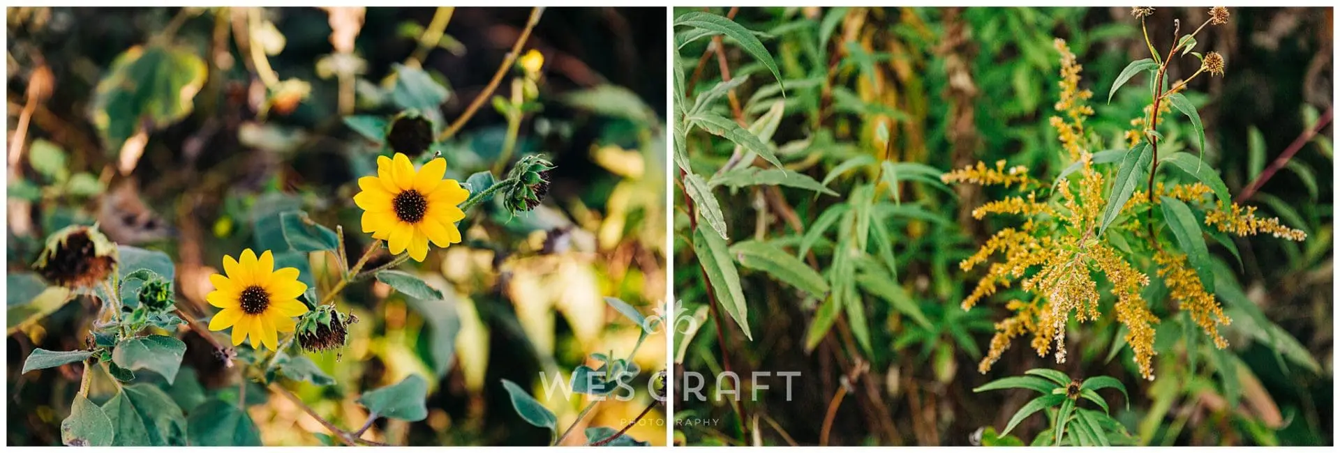 Lincoln Park Boardwalk Wedding Photos